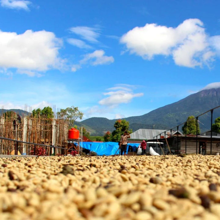 innocent coffee DECAF light roast Ethiopia Yirgacheff
